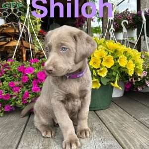 Shiloh, Silver Labrador Retriever Puppy
